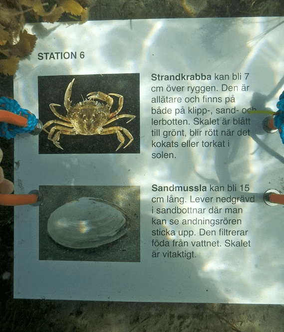 Snorkella vid Rörvik